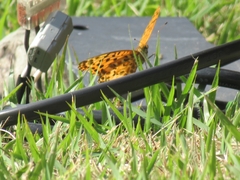 Argynnis hyperbius