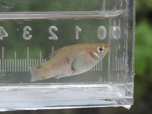 Platy