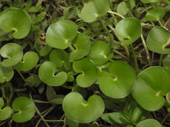Kidneyleaf Mudplantain (Heteranthera reniformis)