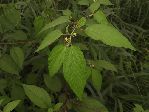 Corchorus aestuans iNat (2)