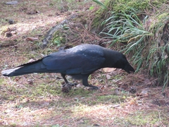 Corvus macrorhynchos