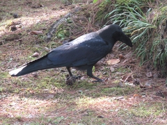 Corvus macrorhynchos