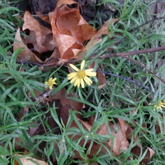 Senecio inaequidens