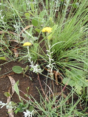Helichrysum auronitens