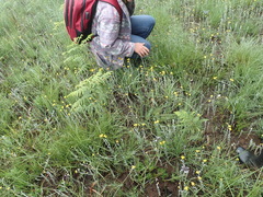Helichrysum auronitens, photograph Peter Warren, CC0, iNaturalist via GBIF