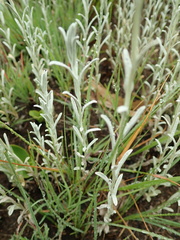 Helichrysum auronitens, photograph Peter Warren, CC0, iNaturalist via GBIF
