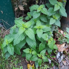 Urtica dioica