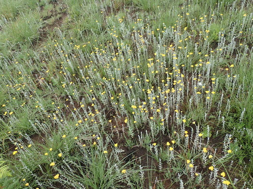 Helichrysum auronitens, photograph 3