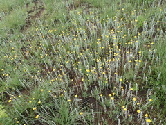 Helichrysum auronitens, photograph Peter Warren, CC0, iNaturalist via GBIF