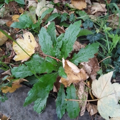 Erigeron sumatrensis