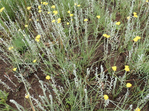 Helichrysum auronitens, photograph 4