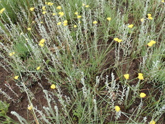 Helichrysum aureonitens