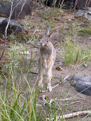 Mountain Cottontail photographed in Colorado