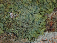 Hyperphyscia plinthiza