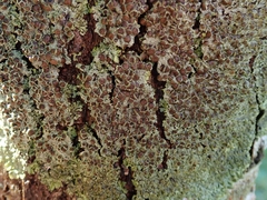 Hyperphyscia plinthiza