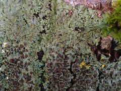 Hyperphyscia plinthiza