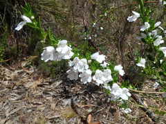Prostanthera behriana