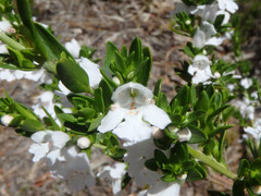 Prostanthera behriana