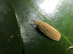 Manulea fuscodorsalis