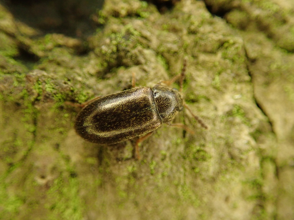 Tetratoma desmarestii