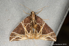 Ecliptopera rectilinea
