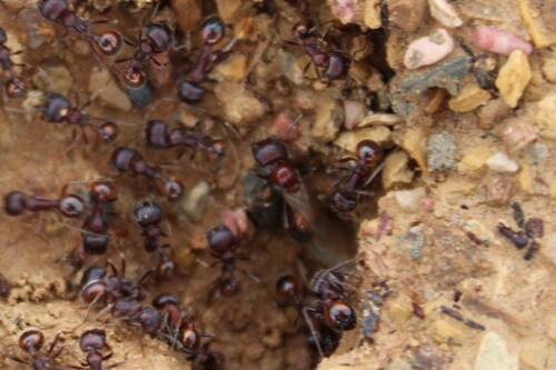 Rough Harvester Ant photo 4