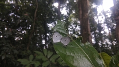 Neopithecops zalmora zalmora