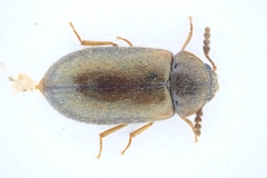 Tetratoma desmarestii
