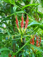 Gloriosa superba