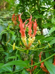 Gloriosa superba
