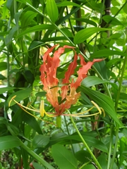 Gloriosa superba
