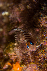 Notoclinops segmentatus