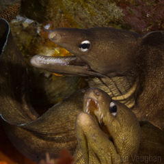 Gymnothorax nubilus