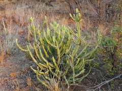 Euphorbia griseola image