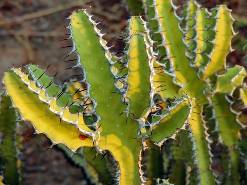 Euphorbia griseola image