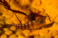Notoclinops segmentatus