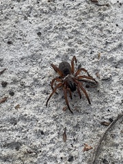 Proshermacha tepperi