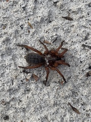 Proshermacha tepperi