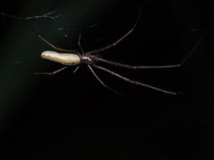 Tetragnatha nitens