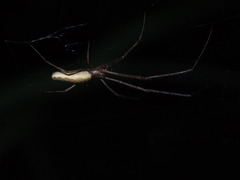 Tetragnatha nitens
