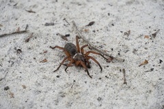 Proshermacha tepperi