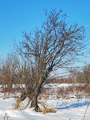 Crataegus chlorosarca