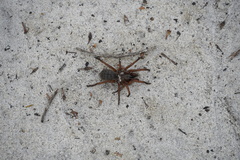 Proshermacha tepperi