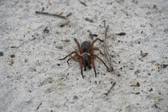 Proshermacha tepperi