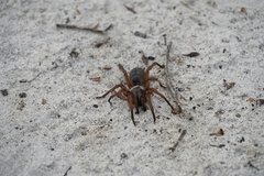 Proshermacha tepperi