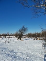Crataegus chlorosarca