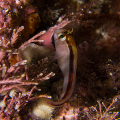 Parablennius laticlavius