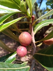 Uapaca bojeri image