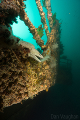 Gymnothorax nubilus