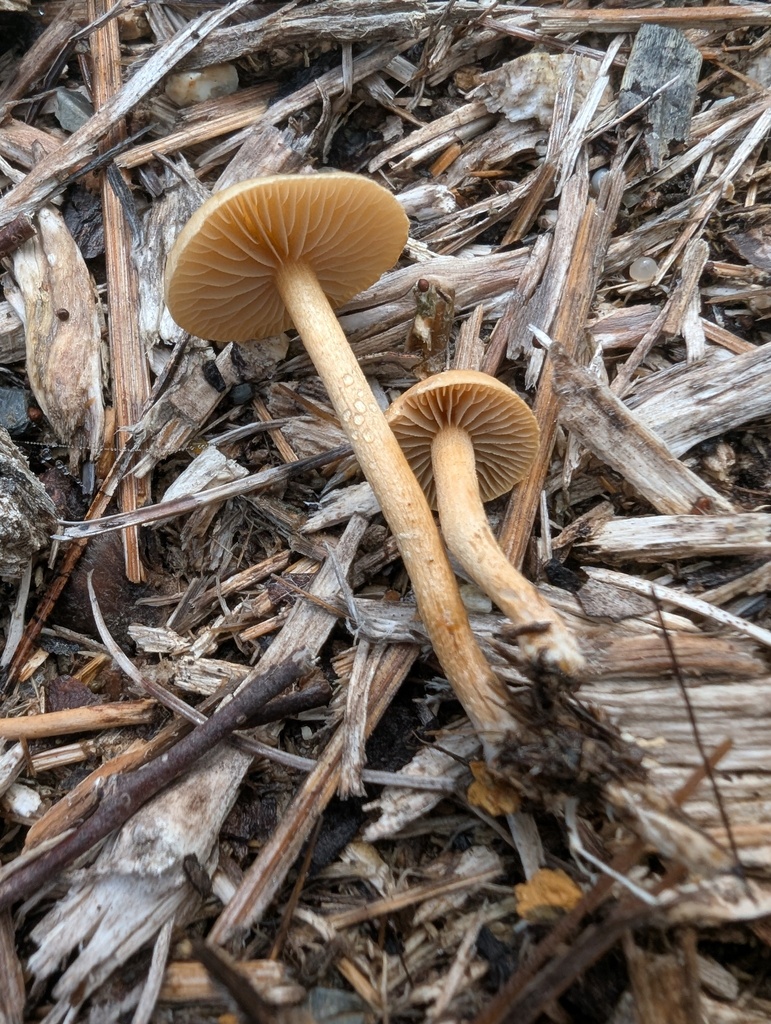 Agrocybe pediades · August 2025 · photo: © atsushi_nakajima_cirque (iNaturalist, cc-by)